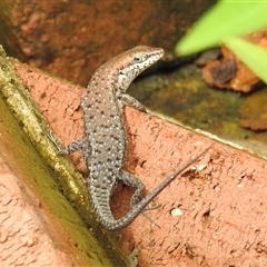 Unidentified Skink at Kakadu, NT - 5 Feb 2025 by HelenCross