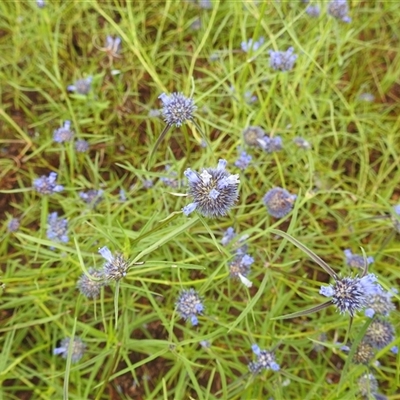 Unidentified Other Wildflower or Herb at Kakadu, NT - 6 Feb 2025 by HelenCross