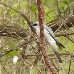 Coracina papuensis at Kakadu, NT - 6 Feb 2025 by HelenCross