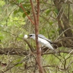 Coracina papuensis at Kakadu, NT - 6 Feb 2025 02:15 PM