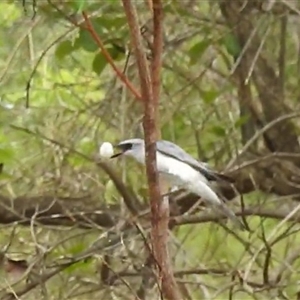 Coracina papuensis at Kakadu, NT - 6 Feb 2025 02:15 PM