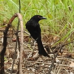 Dicrurus bracteatus (Spangled Drongo) at Kakadu, NT - 6 Feb 2025 by HelenCross