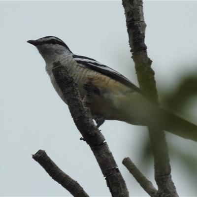 Lalage leucomela (Varied Triller) at Kakadu, NT - 6 Feb 2025 by HelenCross