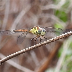 Lathrecista asiatica subsp. festa (Australasian Slimwing) at Kakadu, NT - 6 Feb 2025 by HelenCross