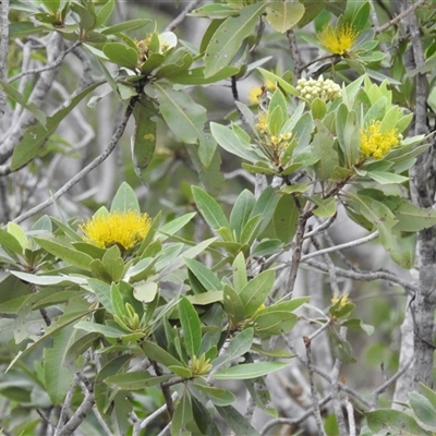 Unidentified Plant at Kakadu, NT - 6 Feb 2025 by HelenCross