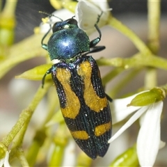 Castiarina flavopicta (Flavopicta jewel beetle) at Tharwa, ACT - 13 Feb 2025 by Harrisi