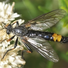 Dasypogoninae (subfamily) (Unidentified dasypogonine robber fly) at Tharwa, ACT - 13 Feb 2025 by Harrisi