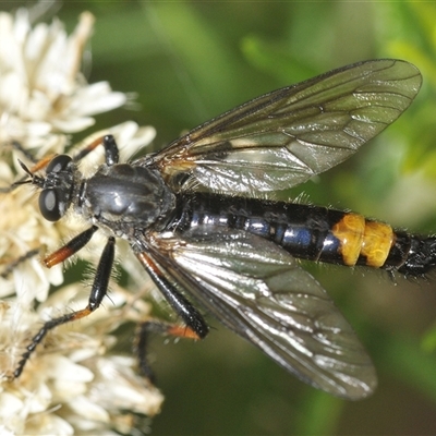 Dasypogoninae (subfamily) (Unidentified dasypogonine robber fly) at Tharwa, ACT - 13 Feb 2025 by Harrisi