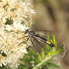 Dasypogoninae (subfamily) at Tharwa, ACT - 13 Feb 2025 02:28 PM