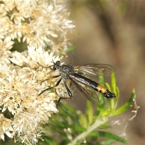 Dasypogoninae (subfamily) at Tharwa, ACT - 13 Feb 2025 02:28 PM