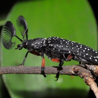 Rhipicera femorata (Feather-horned beetle) at Acton, ACT - 13 Feb 2025 by TimL