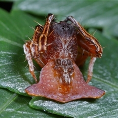 Arkys sp. (genus) (An Ambush, Bird-dropping or Triangular Spider) at Acton, ACT by TimL