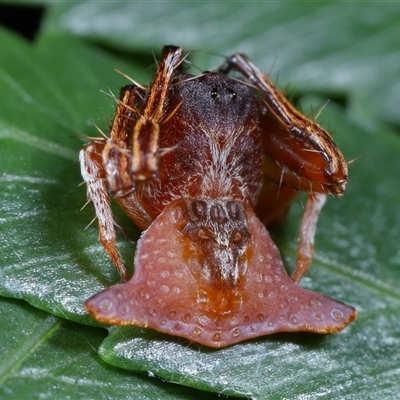 Arkys sp. (genus) (An Ambush, Bird-dropping or Triangular Spider) at Acton, ACT by TimL