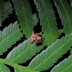 Arkys sp. (genus) at Acton, ACT - suppressed