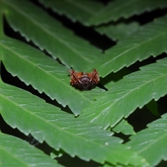 Arkys sp. (genus) at Acton, ACT - suppressed