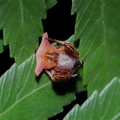 Arkys sp. (genus) at Acton, ACT - suppressed