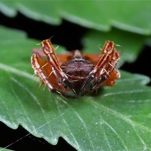 Arkys sp. (genus) at Acton, ACT - suppressed