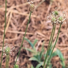 Plantago lanceolata (Ribwort Plantain, Lamb's Tongues) at Wodonga, VIC - 9 Feb 2025 by KylieWaldon