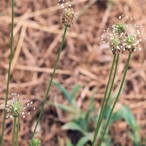Plantago lanceolata at Wodonga, VIC - 9 Feb 2025 10:44 AM
