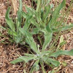 Plantago lanceolata at Wodonga, VIC - 9 Feb 2025 10:44 AM