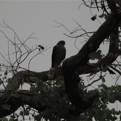 Tachyspiza cirrocephala (Collared Sparrowhawk) at Oakdale, NSW - 14 Feb 2025 by bufferzone