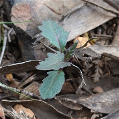 Arrhenechthites mixtus (Purple Fireweed) at Snowball, NSW - 27 Nov 2024 by RobG1