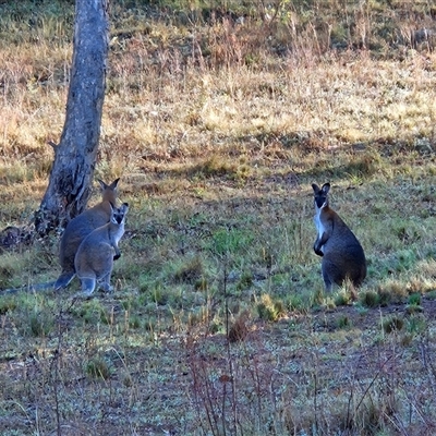 Notamacropus rufogriseus (Red-necked Wallaby) at Hawker, ACT - 12 Feb 2025 by sangio7