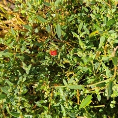 Einadia nutans (Climbing Saltbush) at Whitlam, ACT - 12 Feb 2025 by sangio7