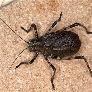 Acripeza reticulata at Pilot Wilderness, NSW - 13 Feb 2025 11:40 PM