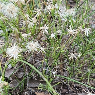 Vittadinia muelleri (Narrow-leafed New Holland Daisy) at Whitlam, ACT - 13 Feb 2025 by sangio7