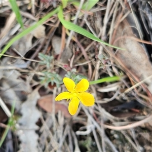 Hypericum gramineum at Whitlam, ACT - 13 Feb 2025 08:05 AM