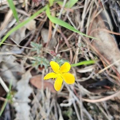 Hypericum gramineum (Small St Johns Wort) at Whitlam, ACT - 13 Feb 2025 by sangio7