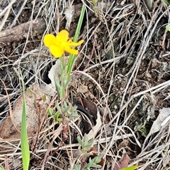 Hypericum gramineum at Whitlam, ACT - 13 Feb 2025 08:05 AM