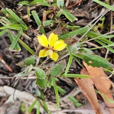 Goodenia hederacea subsp. hederacea (Ivy Goodenia, Forest Goodenia) at Whitlam, ACT - 13 Feb 2025 by sangio7