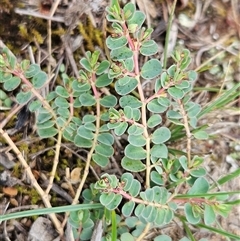 Euphorbia dallachyana (Mat Spurge, Caustic Weed) at Whitlam, ACT - 13 Feb 2025 by sangio7