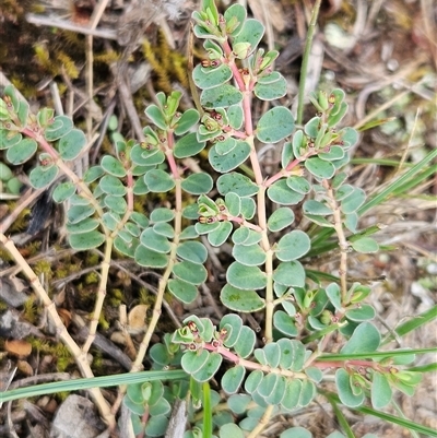 Euphorbia dallachyana at Whitlam, ACT - 13 Feb 2025 by sangio7