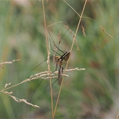 Leptotarsus (Leptotarsus) clavatus (A crane fly) at Cotter River, ACT - 12 Feb 2025 by RAllen