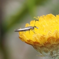 Scythris diatoma (A Gelechioid moth) at Cotter River, ACT - 12 Feb 2025 by RAllen