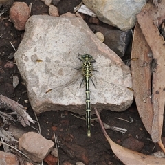 Austrogomphus guerini (Yellow-striped Hunter) at Cotter River, ACT - 12 Feb 2025 by RAllen