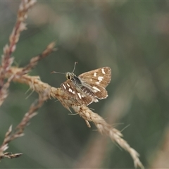 Anisynta monticolae (Montane grass-skipper) at Cotter River, ACT - 12 Feb 2025 by RAllen