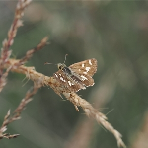 Anisynta monticolae at Cotter River, ACT - 12 Feb 2025 by RAllen