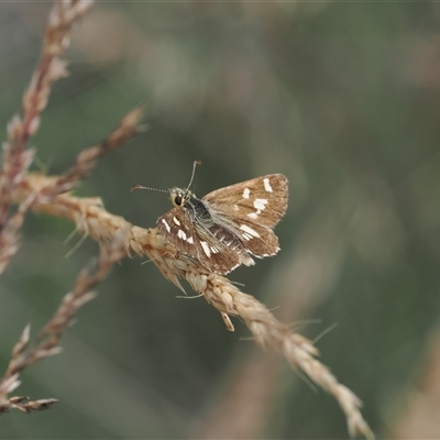 Anisynta monticolae (Montane grass-skipper) at Cotter River, ACT - 12 Feb 2025 by RAllen