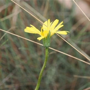 Microseris lanceolata at Cotter River, ACT - 12 Feb 2025 02:54 PM