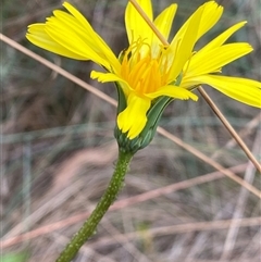 Microseris lanceolata at Cotter River, ACT - 12 Feb 2025 02:54 PM