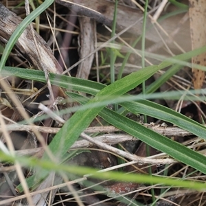 Microseris lanceolata at Cotter River, ACT - 12 Feb 2025 02:54 PM