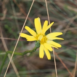 Microseris lanceolata at Cotter River, ACT - 12 Feb 2025 02:54 PM