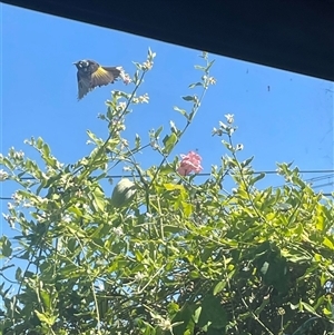 Phylidonyris novaehollandiae at Reservoir, VIC - 14 Feb 2025 05:51 PM