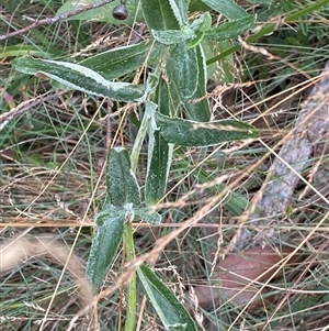 Senecio gunnii at Cotter River, ACT - 12 Feb 2025 02:59 PM