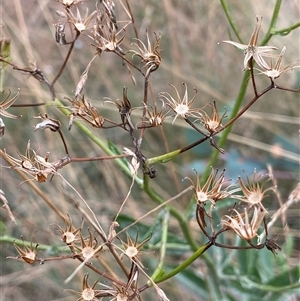 Senecio gunnii at Cotter River, ACT - 12 Feb 2025 02:59 PM