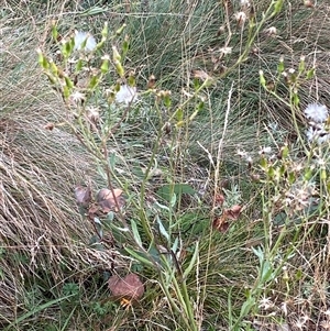 Senecio gunnii at Cotter River, ACT - 12 Feb 2025 02:59 PM